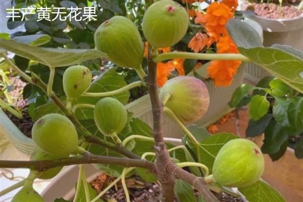 国内无花果的产地分布，主要分布在新疆、山东、江苏等