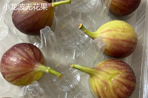 国内无花果的产地分布，主要分布在新疆、山东、江苏等