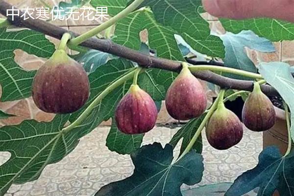国内无花果的产地分布，主要分布在新疆、山东、江苏等