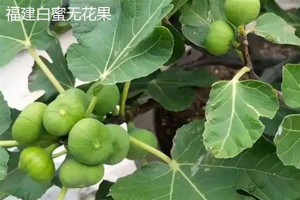 国内无花果的产地分布，主要分布在新疆、山东、江苏等