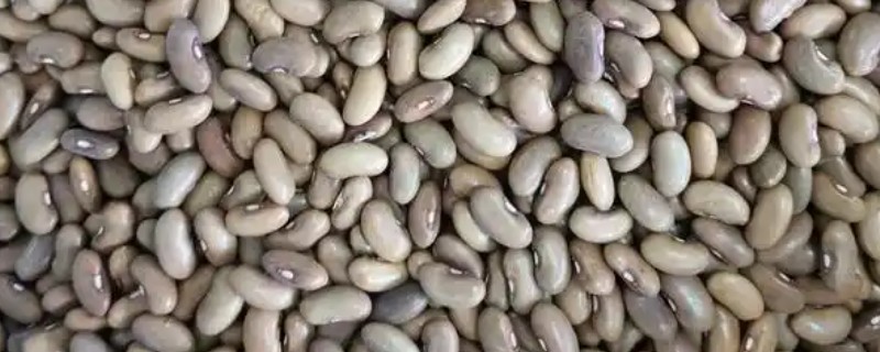 豆角种子要泡吗，建议泡种后再播种
