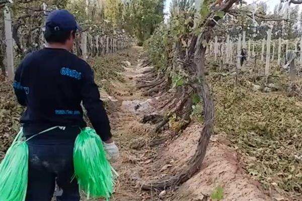 冬季葡萄如何清园灭虫,应及时清理残枝和杂草