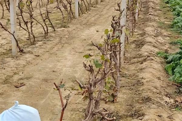 冬季葡萄如何清园灭虫,应及时清理残枝和杂草