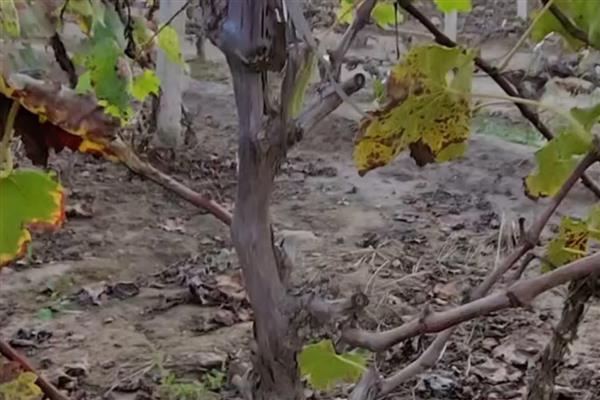 冬季葡萄如何清园灭虫,应及时清理残枝和杂草