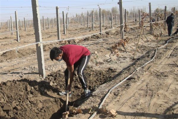 冬季葡萄如何清园灭虫,应及时清理残枝和杂草