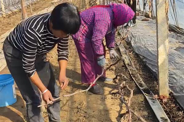 冬季葡萄如何清园灭虫,应及时清理残枝和杂草