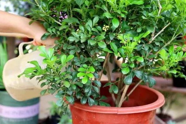 米兰花如何施肥,每开完一次花应抓紧补充养分