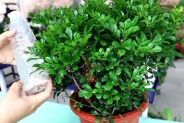 米兰花如何施肥,每开完一次花应抓紧补充养分