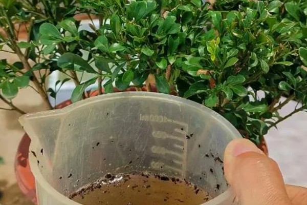 米兰花如何施肥,每开完一次花应抓紧补充养分
