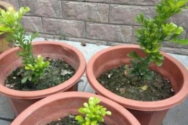 米兰花如何施肥,每开完一次花应抓紧补充养分