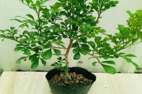 米兰花如何施肥,每开完一次花应抓紧补充养分