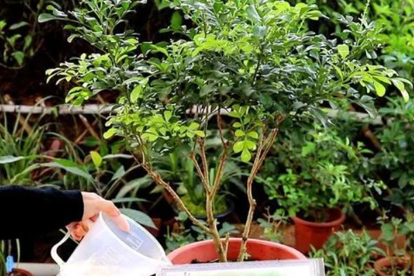 米兰花如何施肥,每开完一次花应抓紧补充养分