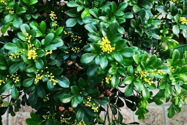 米兰花如何施肥,每开完一次花应抓紧补充养分