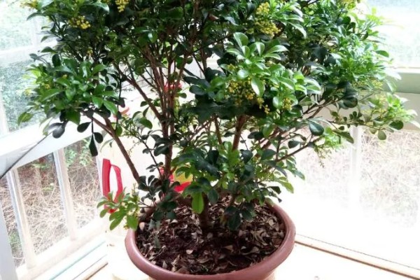 米兰花如何施肥,每开完一次花应抓紧补充养分