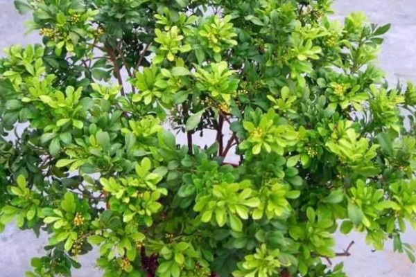 米兰花如何施肥,每开完一次花应抓紧补充养分