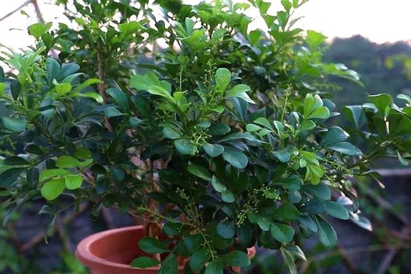 米兰花如何施肥,每开完一次花应抓紧补充养分