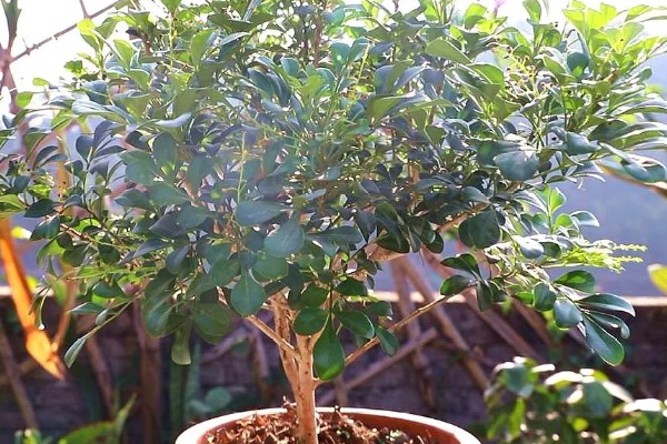 米兰花如何施肥,每开完一次花应抓紧补充养分
