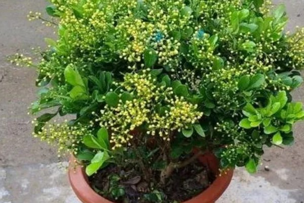 米兰花如何施肥,每开完一次花应抓紧补充养分