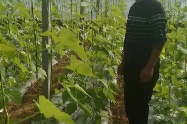 芸豆怎么种高产，搭架处理是很必要的