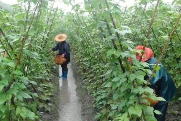 芸豆怎么种高产，搭架处理是很必要的