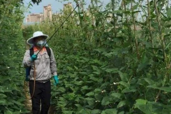 芸豆怎么种高产，搭架处理是很必要的