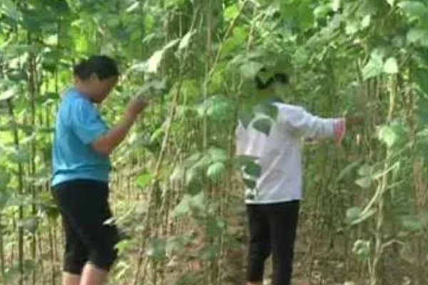芸豆怎么种高产，搭架处理是很必要的
