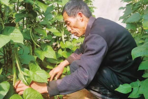 芸豆怎么种高产，搭架处理是很必要的