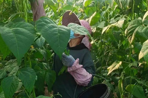 芸豆怎么种高产，搭架处理是很必要的