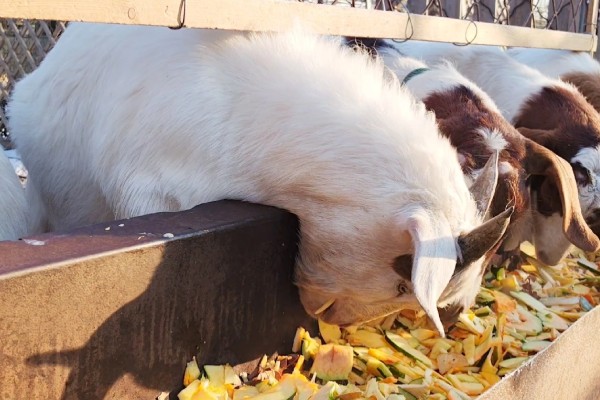 羊断奶后多久能完全退奶，需要半个月左右