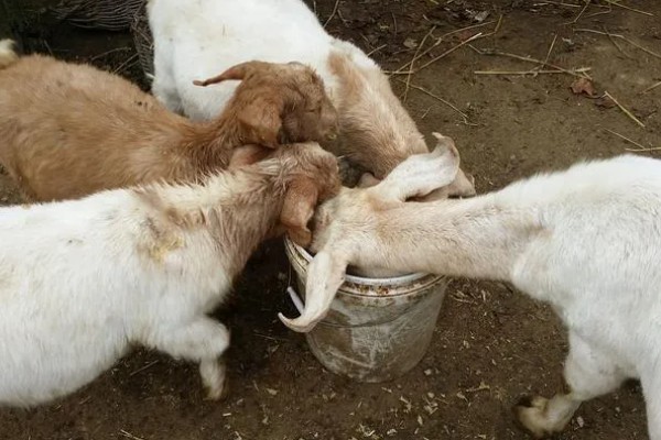 羊断奶后多久能完全退奶，需要半个月左右