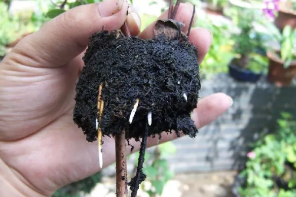 铁线莲如何快速繁殖，可以在春秋季节扦插