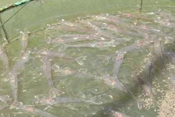 对虾和基围虾的区别是什么，种属和外形均不同