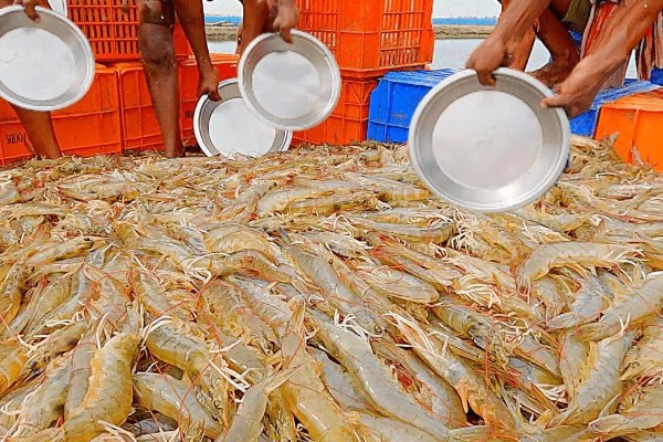 对虾和基围虾的区别是什么，种属和外形均不同