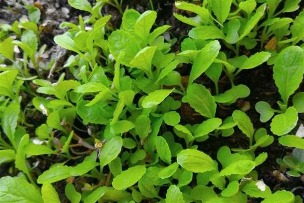 芥菜的高产培育技巧，间苗时要注意拔除病苗、弱苗