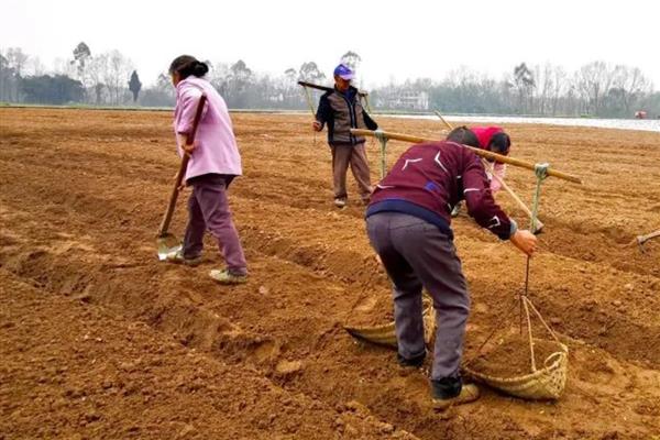 芥菜的高产培育技巧，间苗时要注意拔除病苗、弱苗