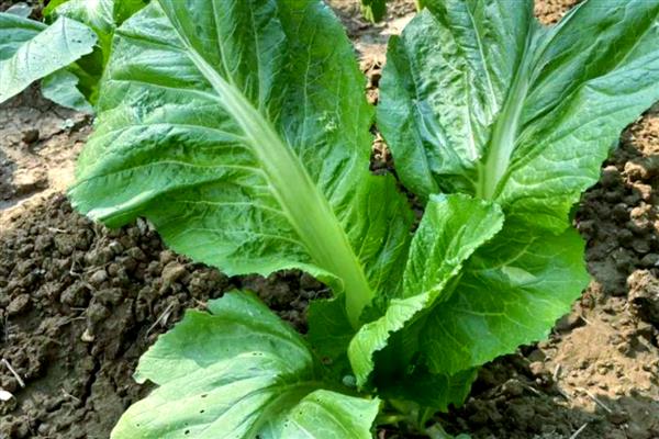 芥菜的高产培育技巧，间苗时要注意拔除病苗、弱苗