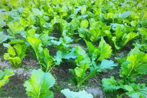 芥菜的高产培育技巧，间苗时要注意拔除病苗、弱苗