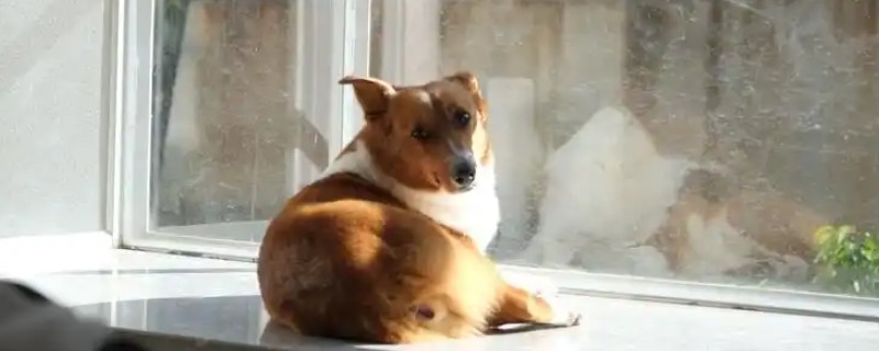 狗狗会得多动症吗，狗会得多动症