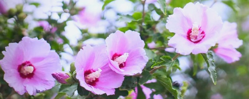 盆栽木槿花的剪枝时间，可以在春季剪枝