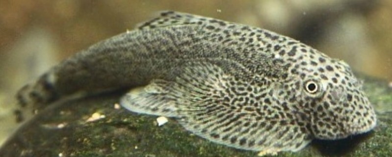 扁头鱼是哪种鱼，一般是指爬岩鳅