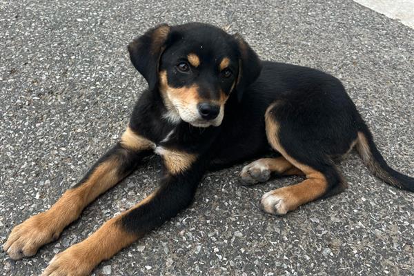 狗狗会得多动症吗,狗会得多动症