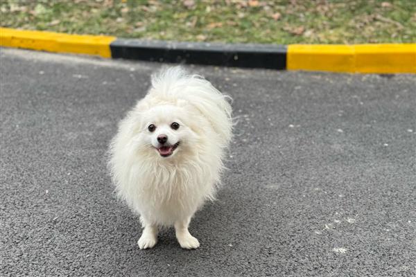 狗狗会得多动症吗,狗会得多动症