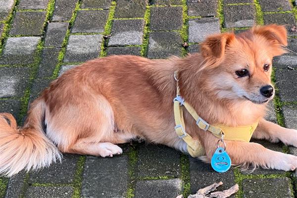 狗狗会得多动症吗,狗会得多动症