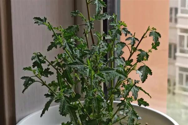 盆栽木槿花的剪枝时间，可以在春季剪枝