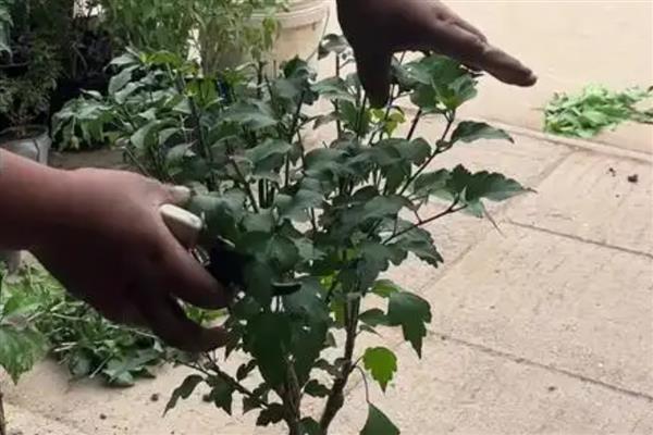 盆栽木槿花的剪枝时间，可以在春季剪枝