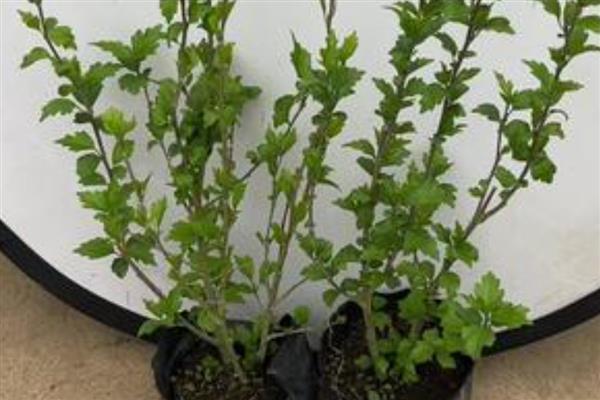 盆栽木槿花的剪枝时间，可以在春季剪枝