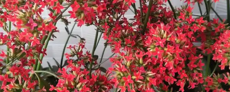 凤尾长寿花的养殖方法，遵循见干见湿的浇水原则