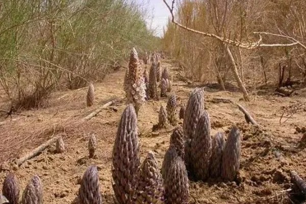 肉苁蓉的养殖方法，要为其提供充足的阳光照射