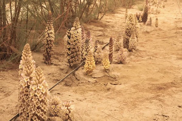 肉苁蓉的养殖方法，要为其提供充足的阳光照射