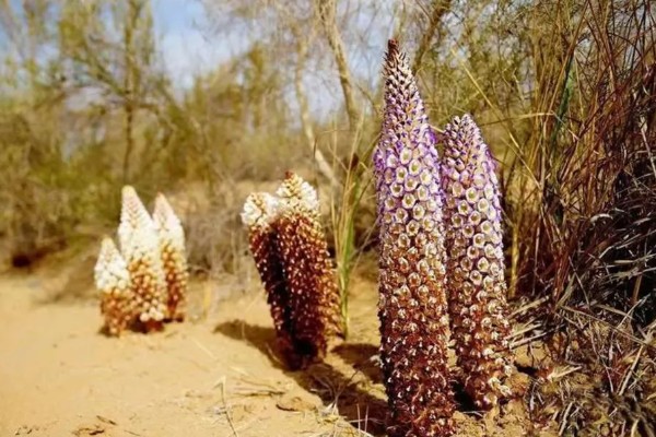 肉苁蓉的养殖方法，要为其提供充足的阳光照射